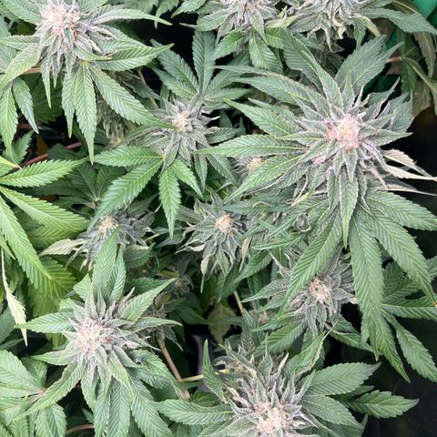 Purple Punch growlog timeline photo