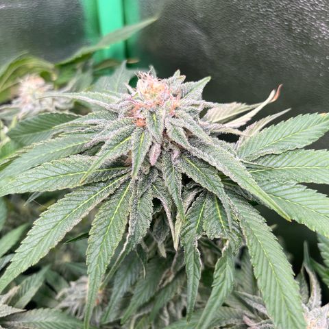 Purple Punch growlog timeline photo