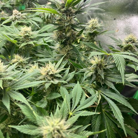 Silver Haze growlog timeline photo