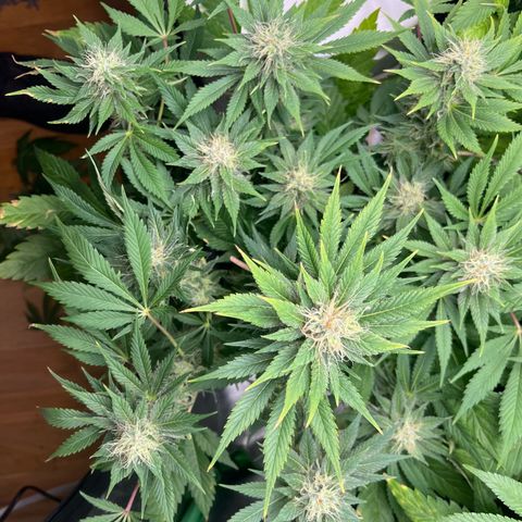 Silver Haze growlog timeline photo