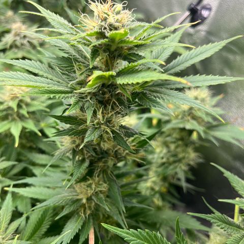 Silver Haze growlog timeline photo