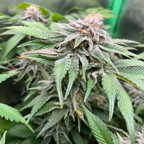 Purple Punch growlog timeline photo