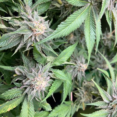 Purple Punch growlog timeline photo