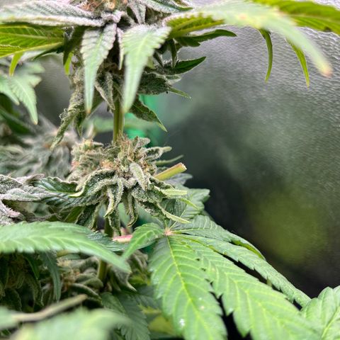 Purple Punch growlog timeline photo