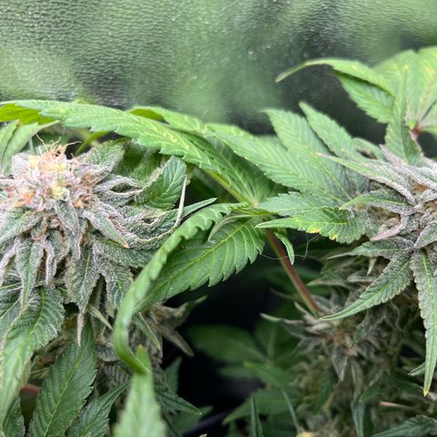 Purple Punch growlog timeline photo