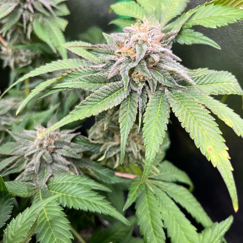 Purple Punch growlog timeline photo