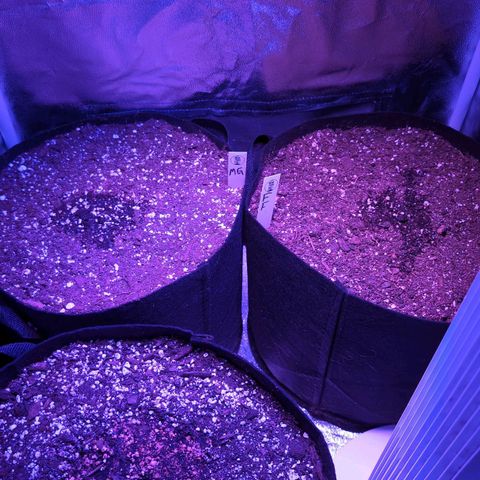 Jack Herer Auto growlog timeline photo