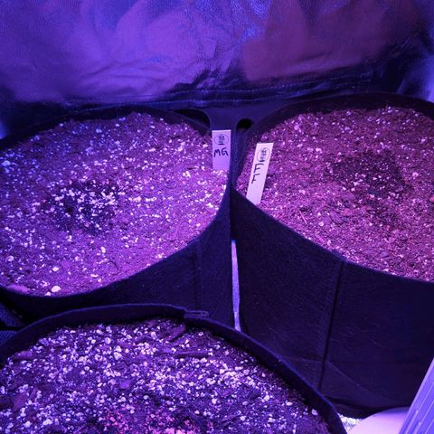 Jack Herer Auto growlog timeline photo