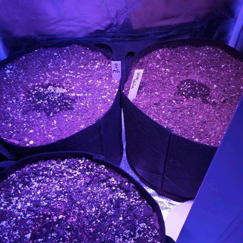 Jack Herer Auto growlog timeline photo