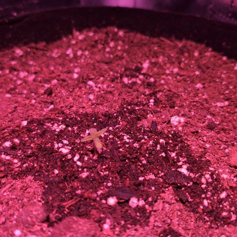 Jack Herer Auto growlog timeline photo