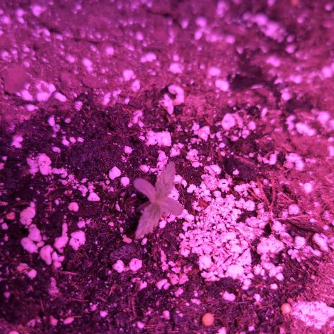 Jack Herer Auto growlog timeline photo