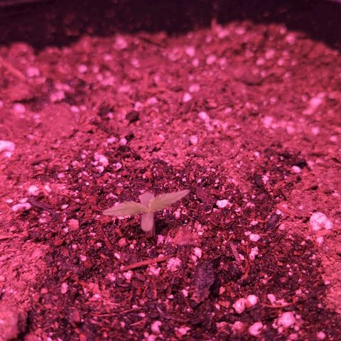 Jack Herer Auto growlog timeline photo