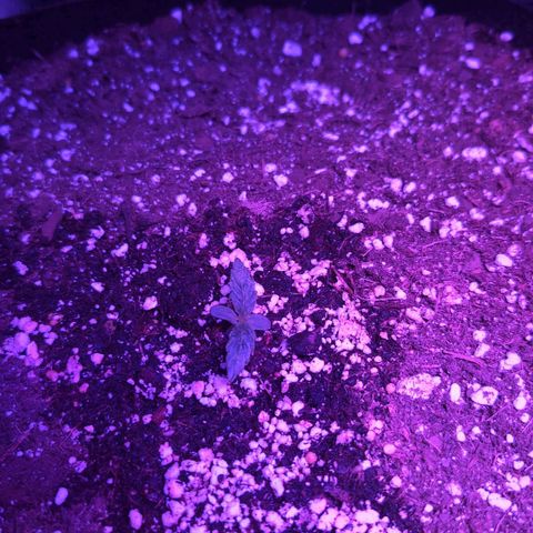 Jack Herer Auto growlog timeline photo
