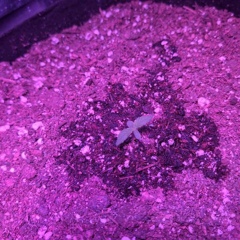 Jack Herer Auto growlog timeline photo