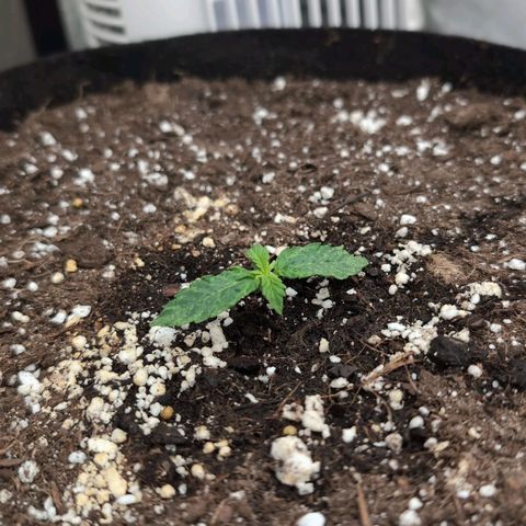 Jack Herer Auto growlog timeline photo