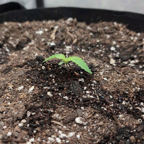 Jack Herer Auto growlog timeline photo