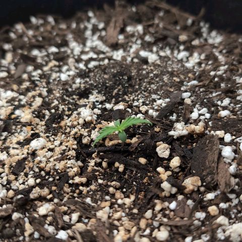Jack Herer Auto growlog timeline photo