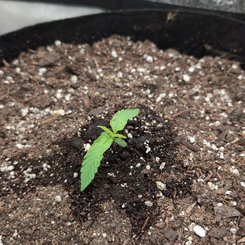 Jack Herer Auto growlog timeline photo