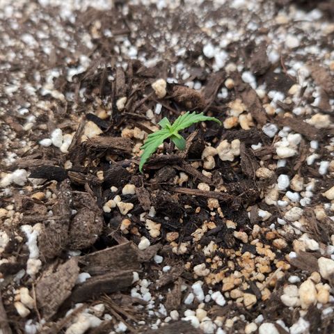 Jack Herer Auto growlog timeline photo