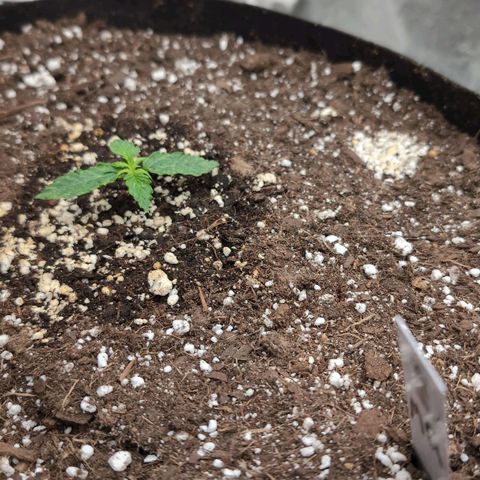 Jack Herer Auto growlog timeline photo