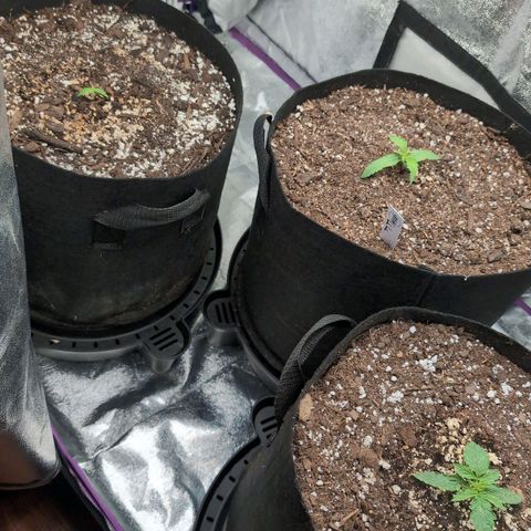 Jack Herer Auto growlog timeline photo
