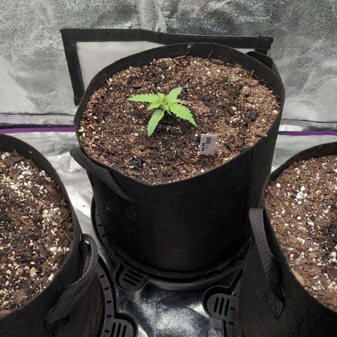 Jack Herer Auto growlog timeline photo