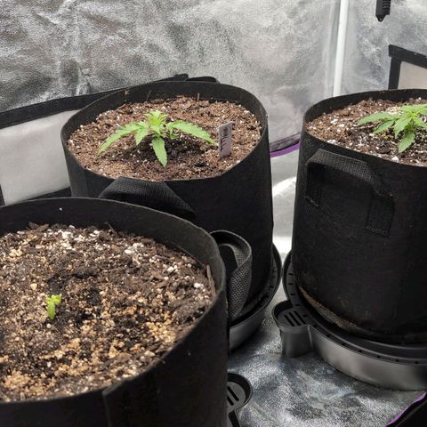 Jack Herer Auto growlog timeline photo