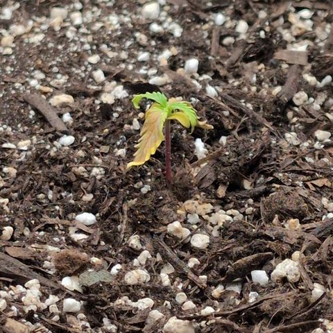 Jack Herer Auto growlog timeline photo