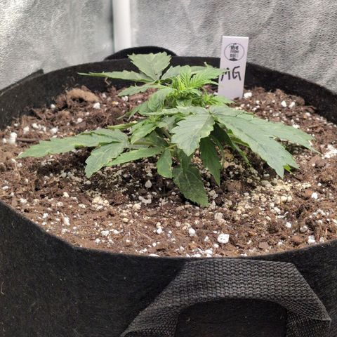 Jack Herer Auto growlog timeline photo