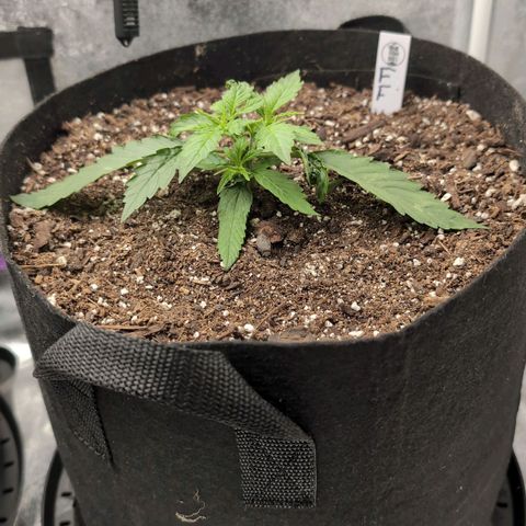 Jack Herer Auto growlog timeline photo