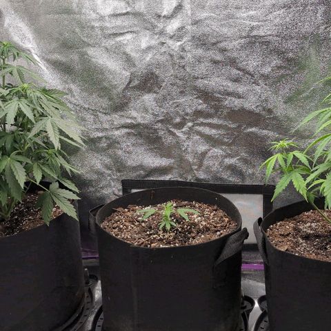 Jack Herer Auto growlog timeline photo