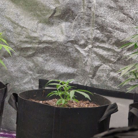 Jack Herer Auto growlog timeline photo
