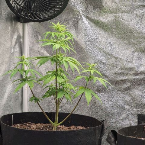 Jack Herer Auto growlog timeline photo