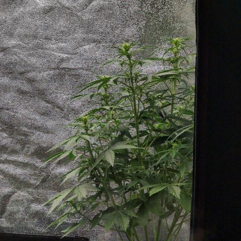Jack Herer Auto growlog timeline photo