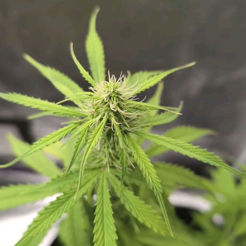 Jack Herer Auto growlog timeline photo