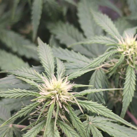 Jack Herer Auto growlog timeline photo