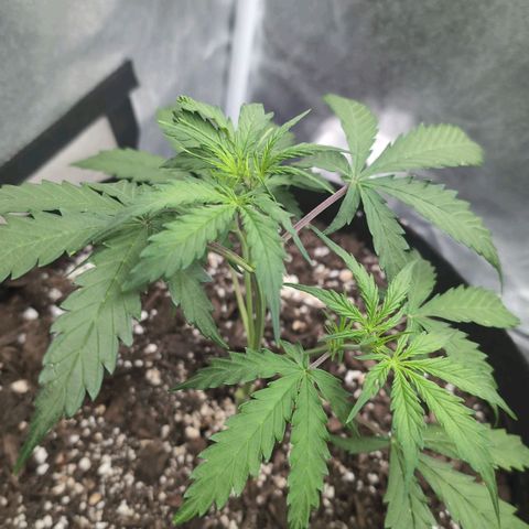 Jack Herer Auto growlog timeline photo