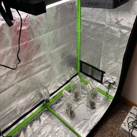 Bubba Kush #1 growlog photo