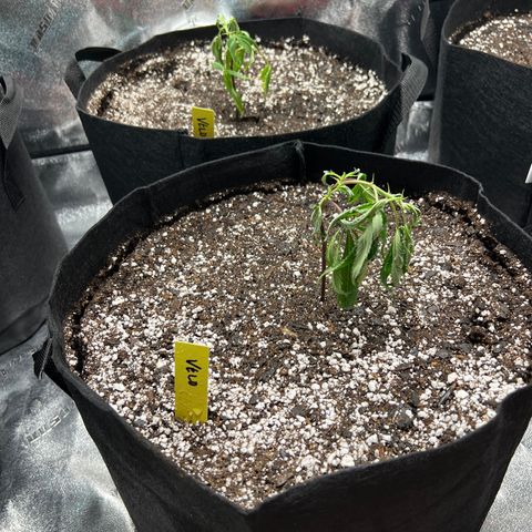 Bubba Kush #1 growlog photo