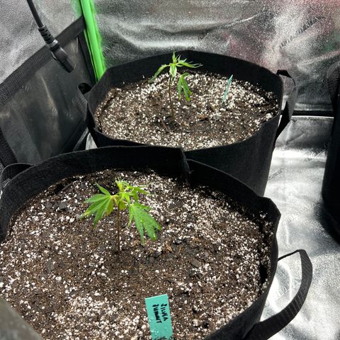 Bubba Kush #1 growlog photo
