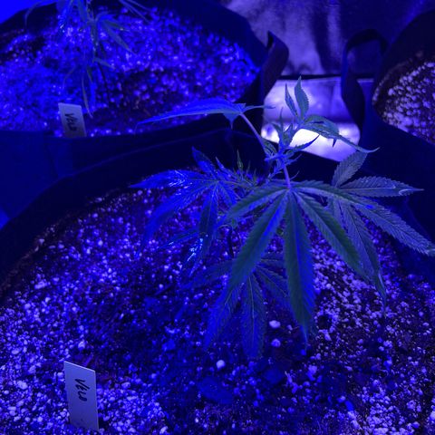 Bubba Kush #1 growlog timeline photo
