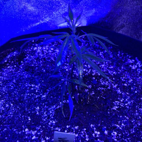 Bubba Kush #1 growlog timeline photo