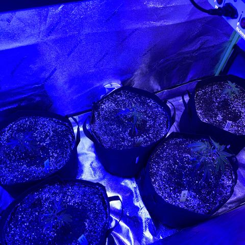 Bubba Kush #1 growlog timeline photo