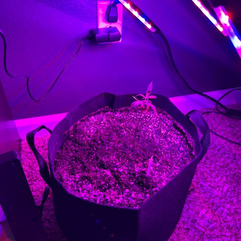 Bubba Kush #1 growlog timeline photo