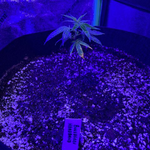 Bubba Kush #1 growlog timeline photo