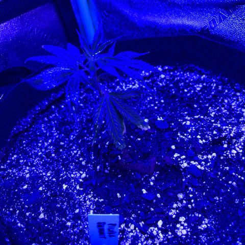 Bubba Kush #1 growlog timeline photo