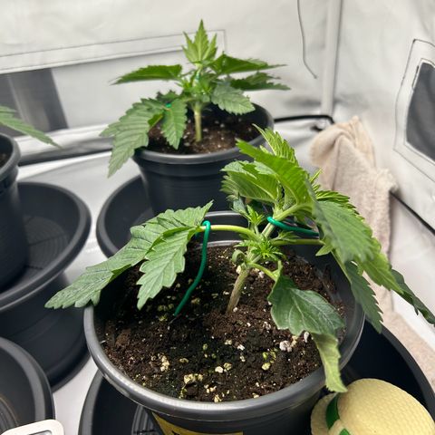 Black Domina growlog photo: Start -LST