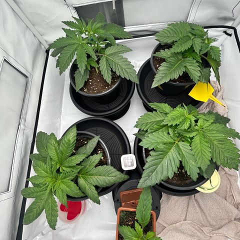 Black Domina growlog timeline photo