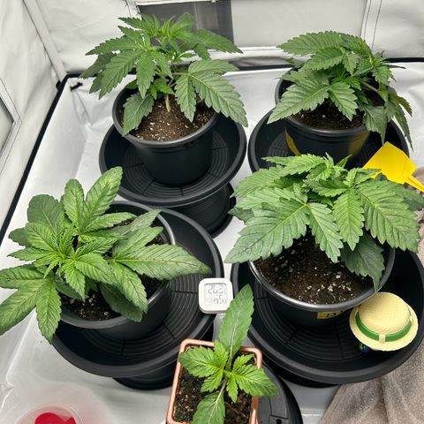 Black Domina growlog timeline photo