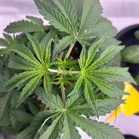 Black Domina growlog photo: Fimming & Topping